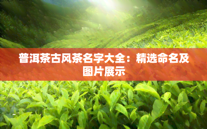 普洱茶古风茶名字大全：精选命名及图片展示