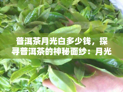 普洱茶月光白多少钱，探寻普洱茶的神秘面纱：月光白的价格解析