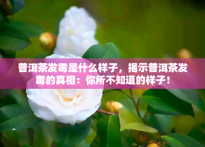 普洱茶发霉是什么样子，揭示普洱茶发霉的真相：你所不知道的样子！