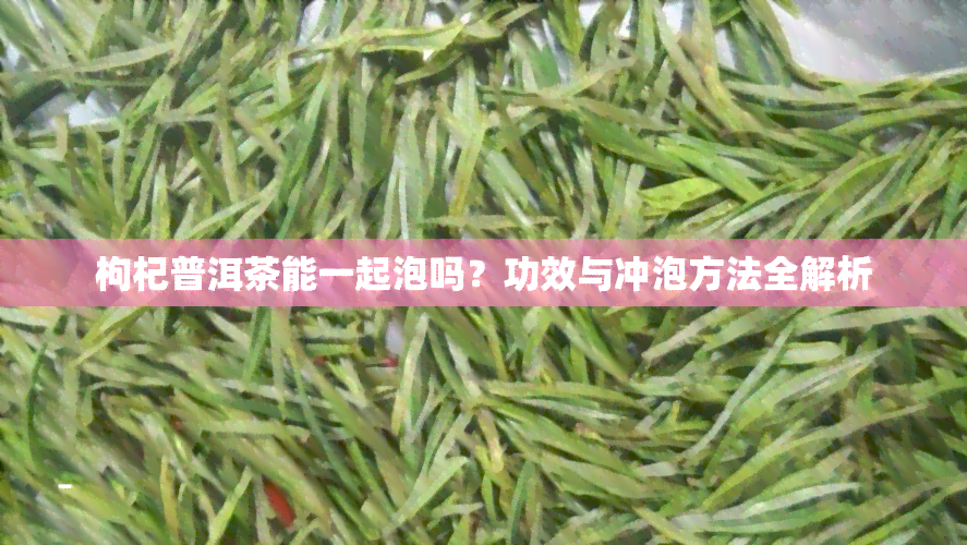 枸杞普洱茶能一起泡吗？功效与冲泡方法全解析