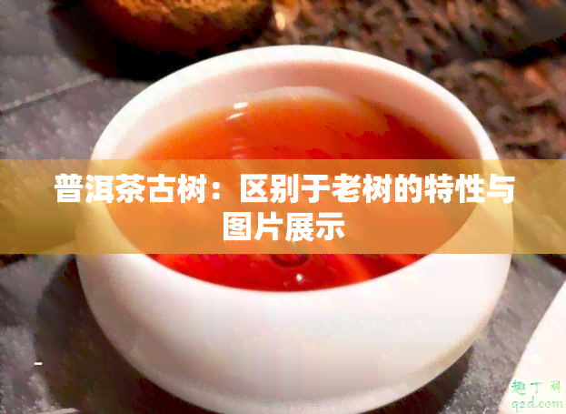 普洱茶古树：区别于老树的特性与图片展示