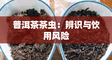 普洱茶茶虫：辨识与饮用风险