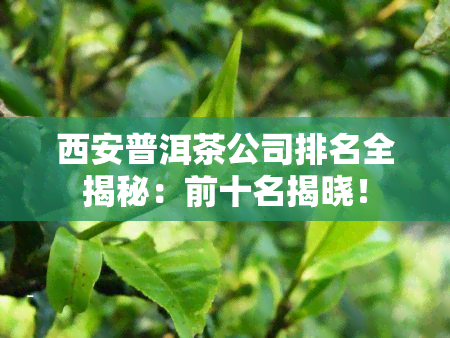 西安普洱茶公司排名全揭秘：前十名揭晓！