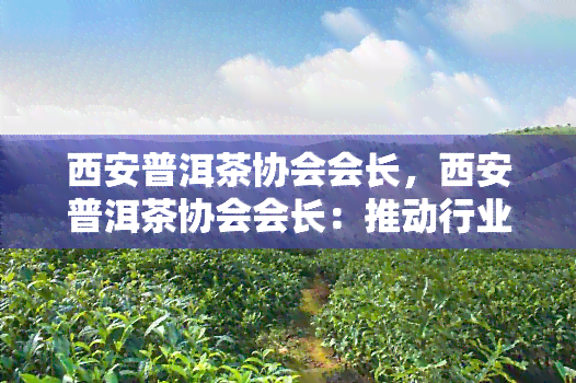 西安普洱茶协会会长，西安普洱茶协会会长：推动行业发展，传承茶文化