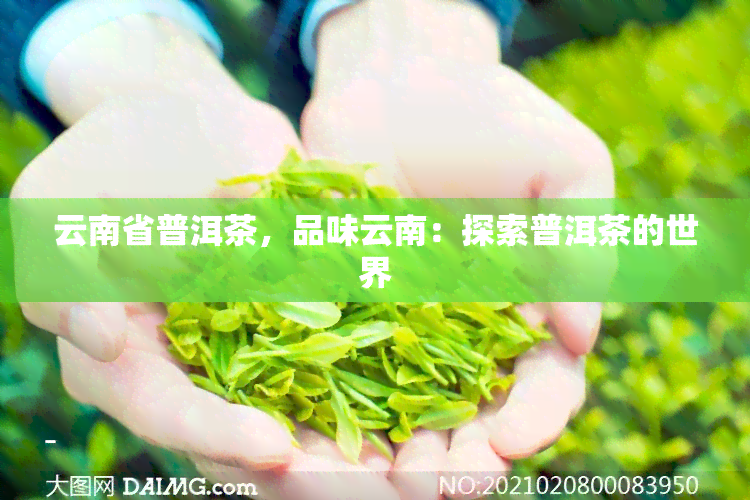 云南省普洱茶，品味云南：探索普洱茶的世界