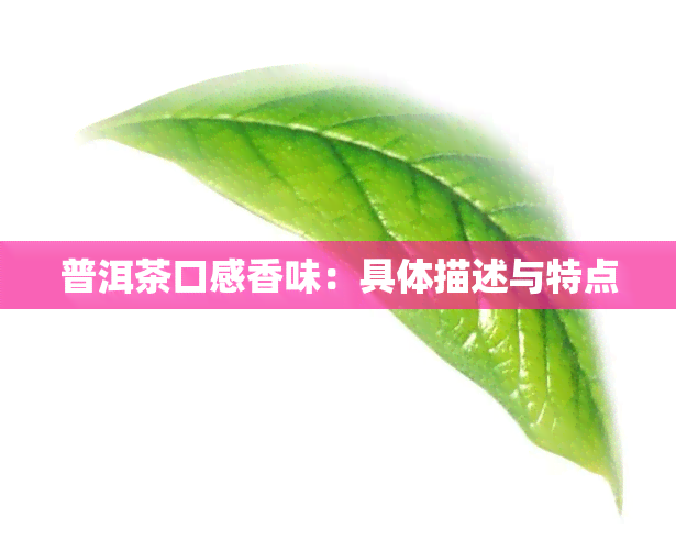 普洱茶口感香味：具体描述与特点