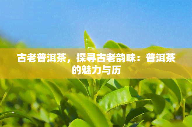 古老普洱茶，探寻古老韵味：普洱茶的魅力与历