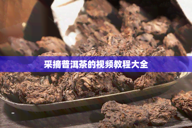 采摘普洱茶的视频教程大全