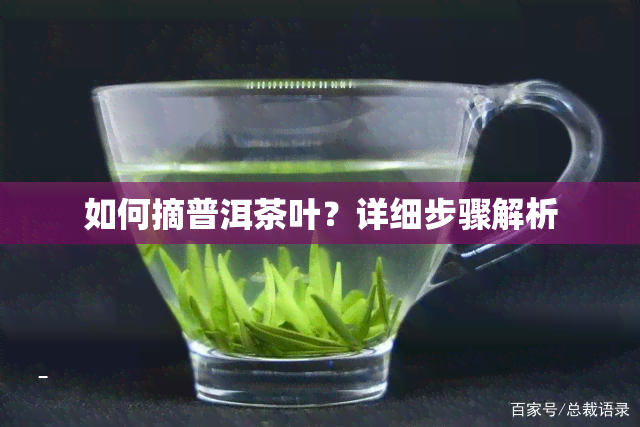 如何摘普洱茶叶？详细步骤解析