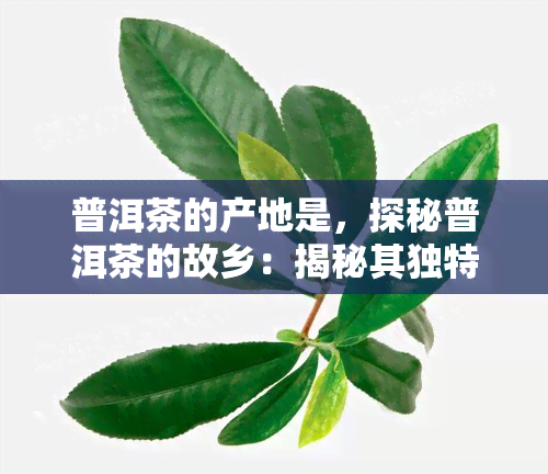 普洱茶的产地是，探秘普洱茶的故乡：揭秘其独特的产地特征和文化背景