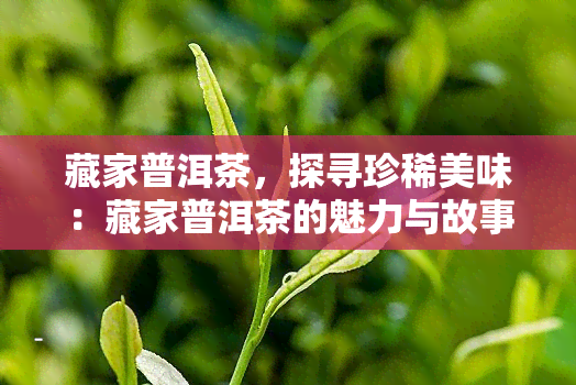 藏家普洱茶，探寻珍稀美味：藏家普洱茶的魅力与故事