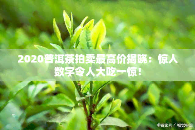 2020普洱茶拍卖更高价揭晓：惊人数字令人大吃一惊！