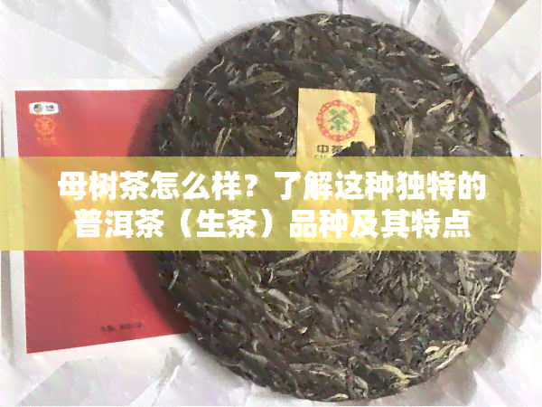 母树茶怎么样？了解这种独特的普洱茶（生茶）品种及其特点