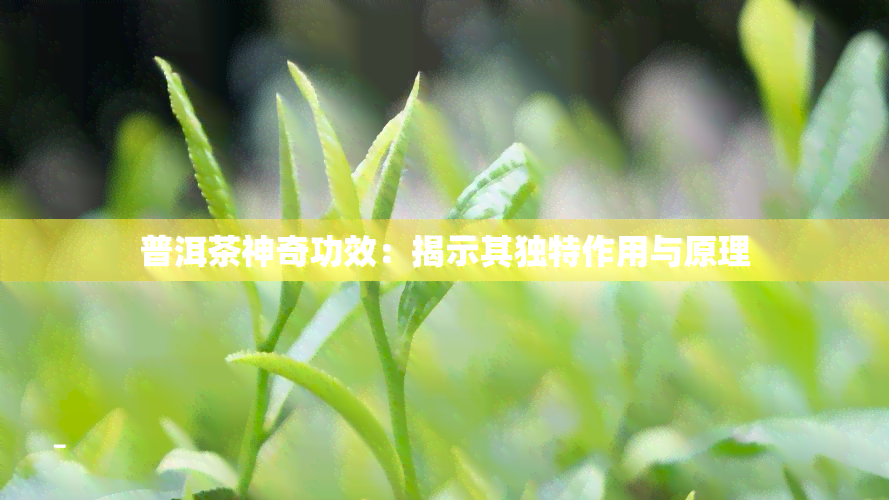 普洱茶神奇功效：揭示其独特作用与原理