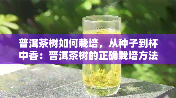 普洱茶树如何栽培，从种子到杯中香：普洱茶树的正确栽培方法