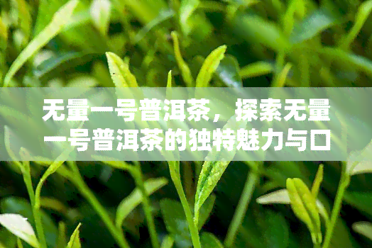 无量一号普洱茶，探索无量一号普洱茶的独特魅力与口感