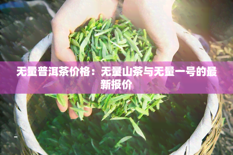 无量普洱茶价格：无量山茶与无量一号的最新报价