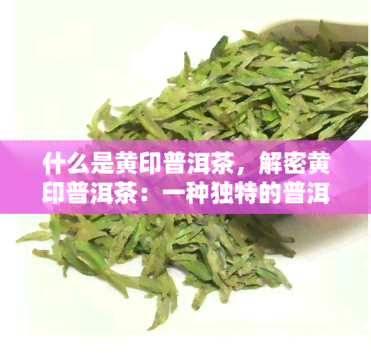 什么是黄印普洱茶，解密黄印普洱茶：一种独特的普洱茶品种及其特点