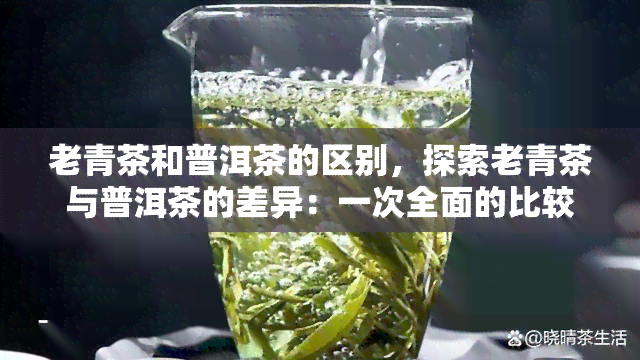 老青茶和普洱茶的区别，探索老青茶与普洱茶的差异：一次全面的比较