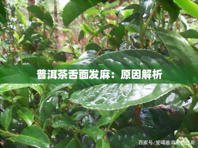 普洱茶舌面发麻：原因解析