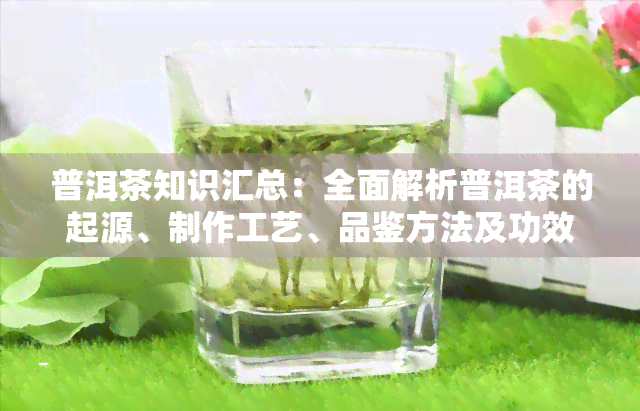 普洱茶知识汇总：全面解析普洱茶的起源、制作工艺、品鉴方法及功效等，一文看懂普洱茶世界。