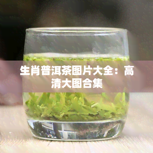 生肖普洱茶图片大全：高清大图合集