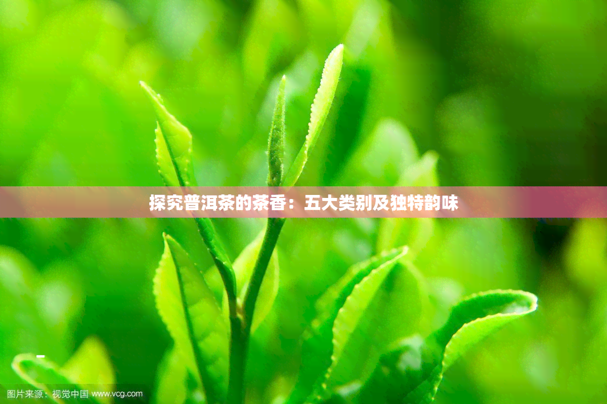 探究普洱茶的茶香：五大类别及独特韵味