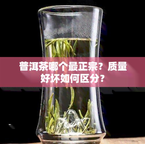 普洱茶哪个最正宗？质量好坏如何区分？