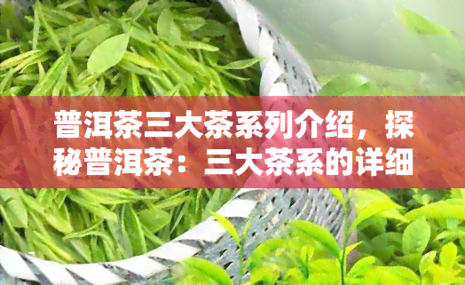 普洱茶三大茶系列介绍，探秘普洱茶：三大茶系的详细介绍与区别