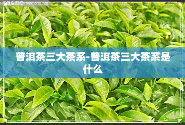 普洱茶三大茶系-普洱茶三大茶系是什么