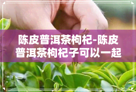 陈皮普洱茶枸杞-陈皮普洱茶枸杞子可以一起泡吗