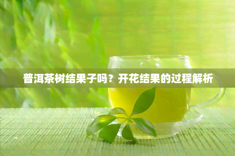 普洱茶树结果子吗？开花结果的过程解析