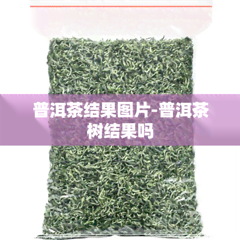 普洱茶结果图片-普洱茶树结果吗