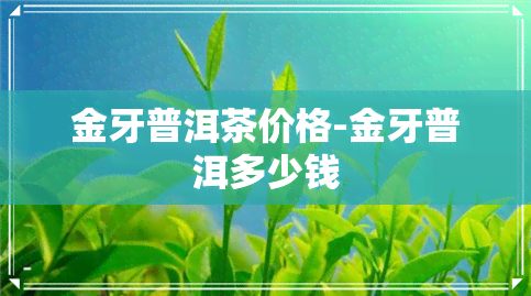 金牙普洱茶价格-金牙普洱多少钱