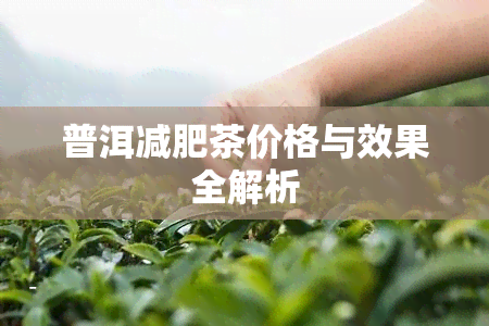 普洱减肥茶价格与效果全解析