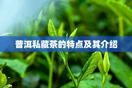 普洱私藏茶的特点及其介绍