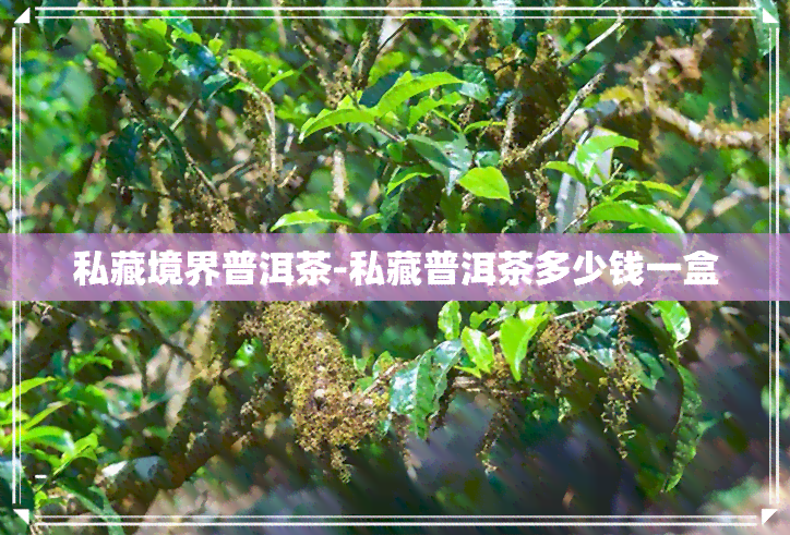 私藏境界普洱茶-私藏普洱茶多少钱一盒