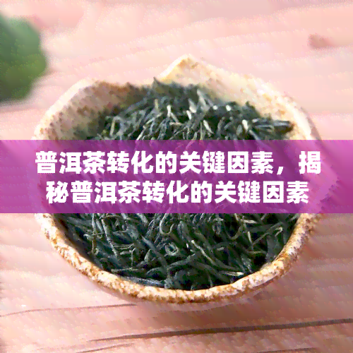 普洱茶转化的关键因素，揭秘普洱茶转化的关键因素：影响口感和品质的重要环节