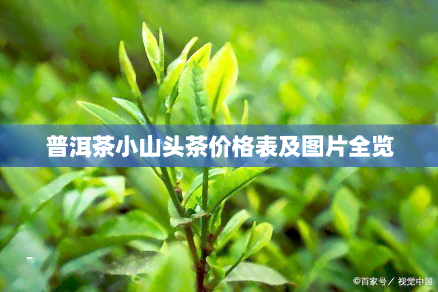 普洱茶小山头茶价格表及图片全览