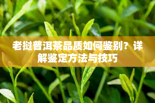 老挝普洱茶品质如何鉴别？详解鉴定方法与技巧