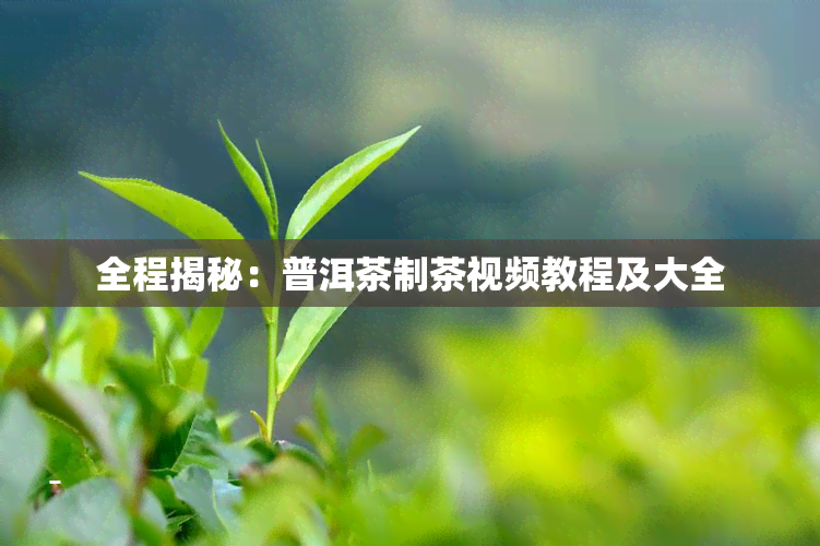 全程揭秘：普洱茶制茶视频教程及大全