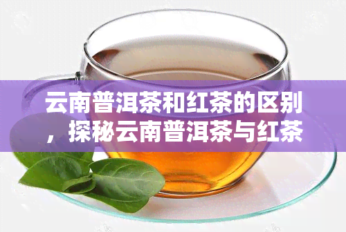 云南普洱茶和红茶的区别，探秘云南普洱茶与红茶的差异：一场味蕾的旅程