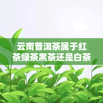 云南普洱茶属于红茶绿茶黑茶还是白茶，揭秘云南普洱茶：属于红茶、绿茶、黑茶还是白茶？