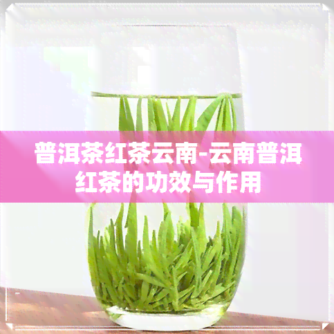 普洱茶红茶云南-云南普洱红茶的功效与作用