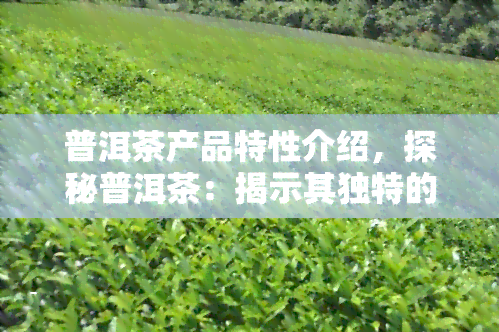 普洱茶产品特性介绍，探秘普洱茶：揭示其独特的产品特性