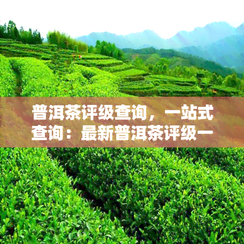 普洱茶评级查询，一站式查询：最新普洱茶评级一览