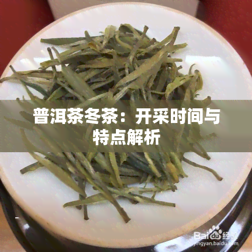 普洱茶冬茶：开采时间与特点解析