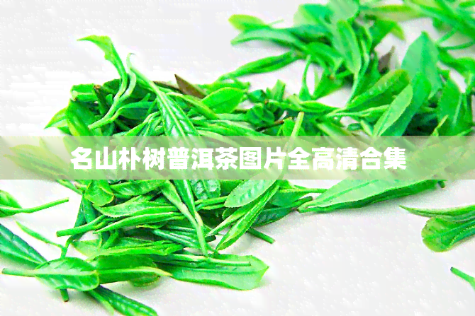 名山朴树普洱茶图片全高清合集