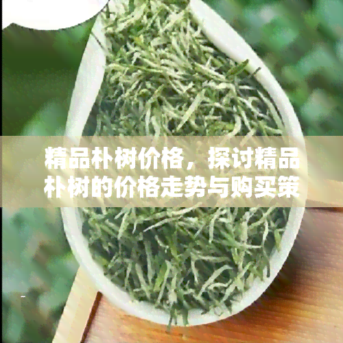 精品朴树价格，探讨精品朴树的价格走势与购买策略