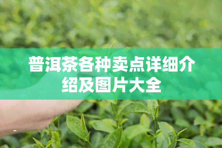 普洱茶各种卖点详细介绍及图片大全